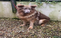 German Shepherd dogs for sale: Kc reg health tested intact Big Isabella GSD  - Advert 5