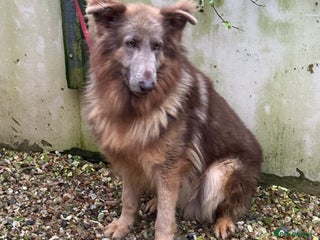 German Shepherd dogs Reduced Kc reg health tested intact - Advert 12