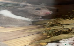 Hamster rodents for sale: Female Syrian to rehome.  - Image 2