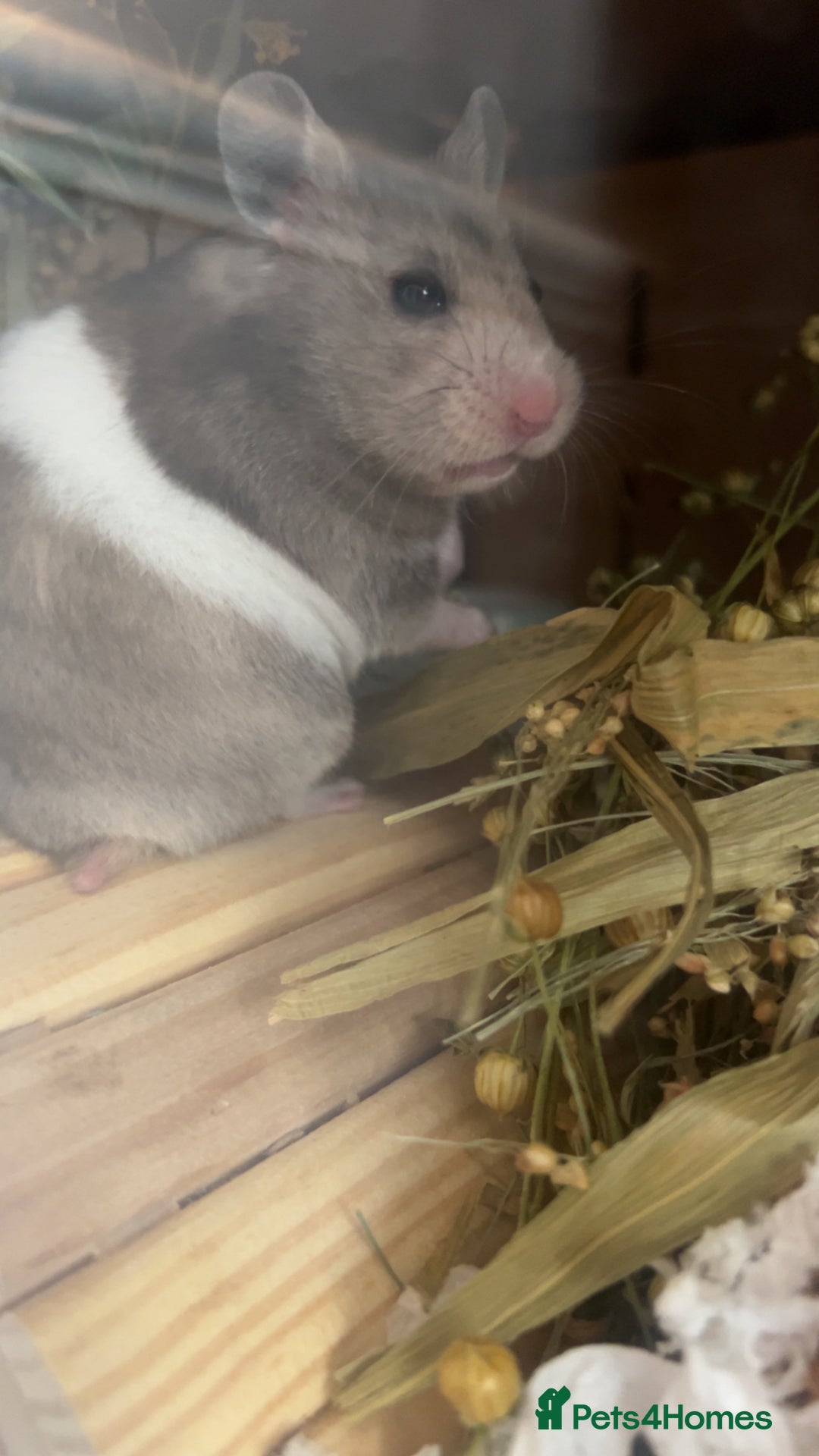 Hamster rodents for sale: Female Syrian to rehome.  - Image 2