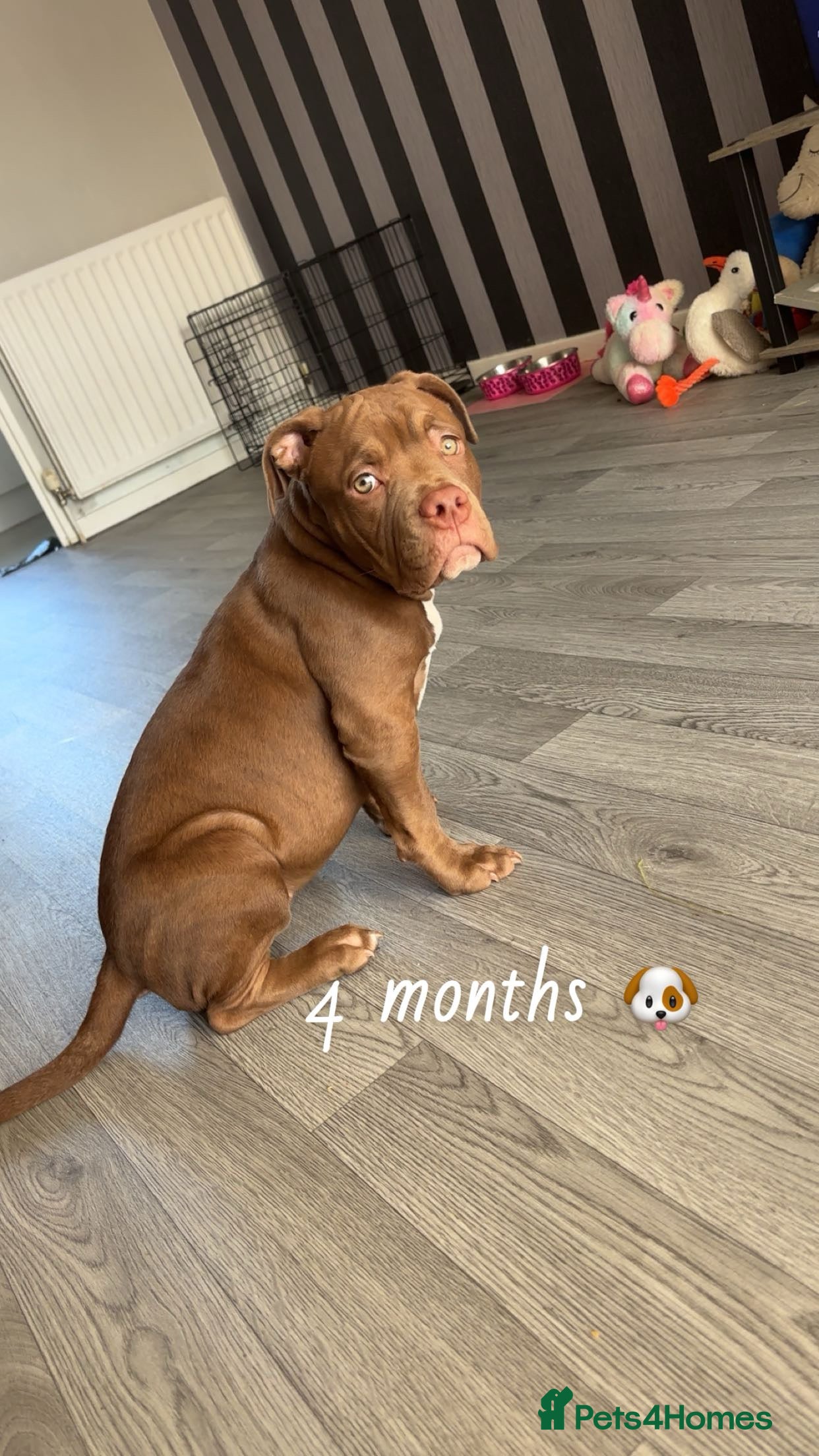 American Bully dogs Pocket bully 6 months old female  - Advert 3