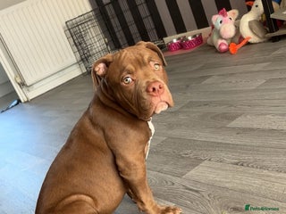 American Bully dogs Pocket bully 6 months old female - Advert 3