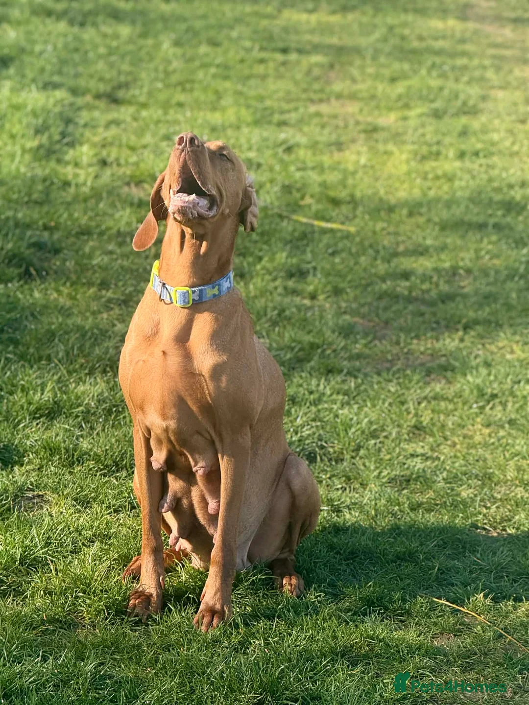 Hungarian Vizsla dogs for sale: Hungerian Viszla Puppies 🐶😍  - Advert 1