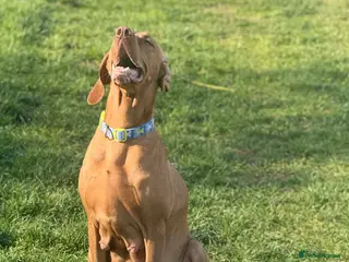 Hungarian Vizsla dogs Hungerian Viszla Puppies 🐶😍 - Advert 6