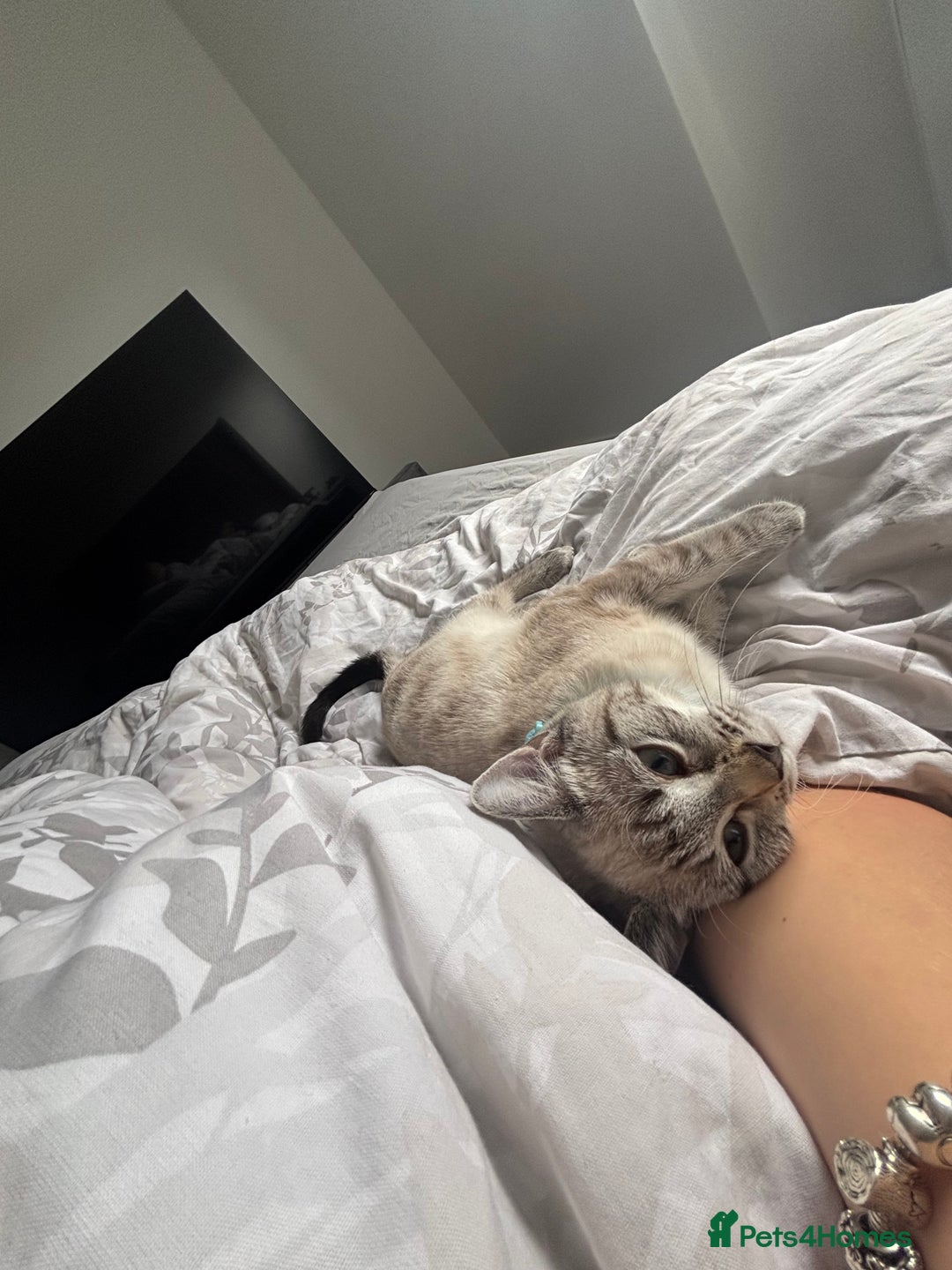 Mixed Breed cats for sale: Male Cat  - Image 4