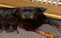 Rottweiler dogs for sale: KC Reg Rottweiler  - Image 9
