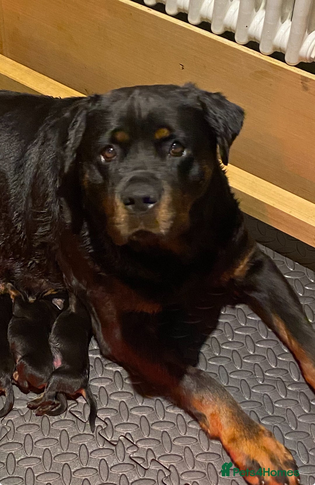Rottweiler dogs for sale: KC Reg Rottweiler  - Image 9