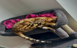 Bengal cats for sale: Lovely bengal female - Image 4