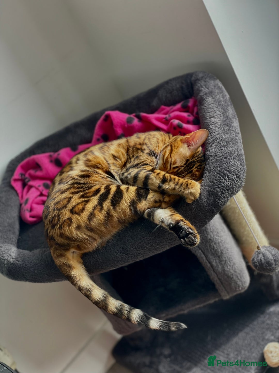 Bengal cats for sale: Lovely bengal female - Image 4
