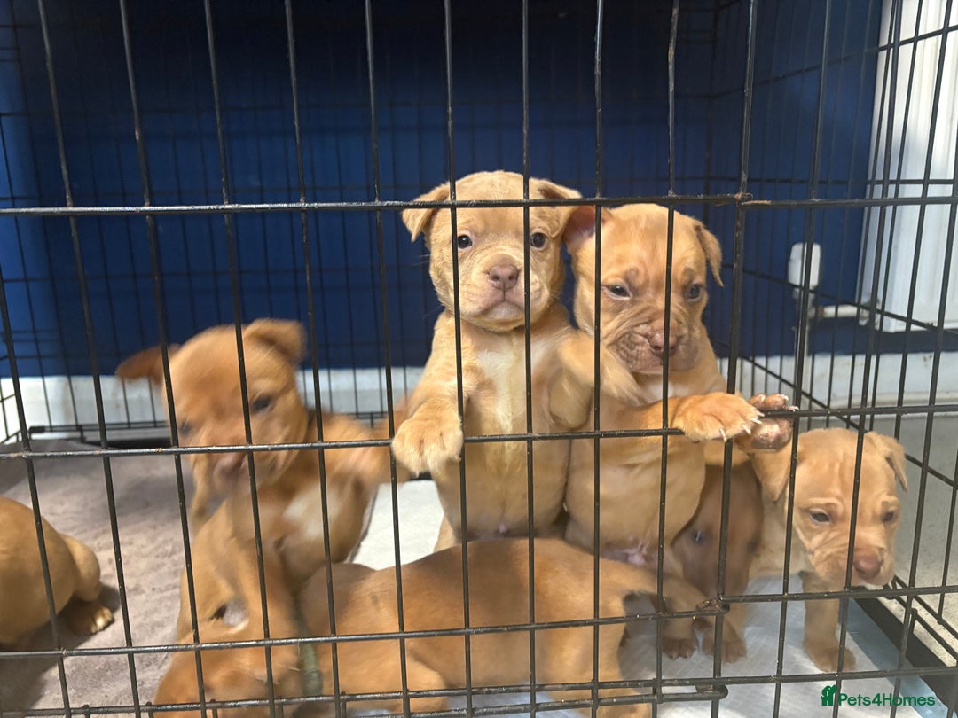 Staffordshire Bull Terrier dogs for sale: Staffie mix pups  - Advert 2