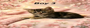 Domestic Shorthair 3