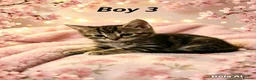 Domestic Shorthair cats for sale: Beautiful domestic shorthair kittens  - Advert 7