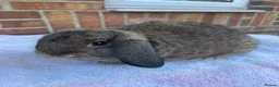 Mini Lop rabbits for sale: Mini lop agouti buck - Advert 5