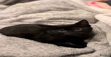 Mixed Breed cats - Advert 5