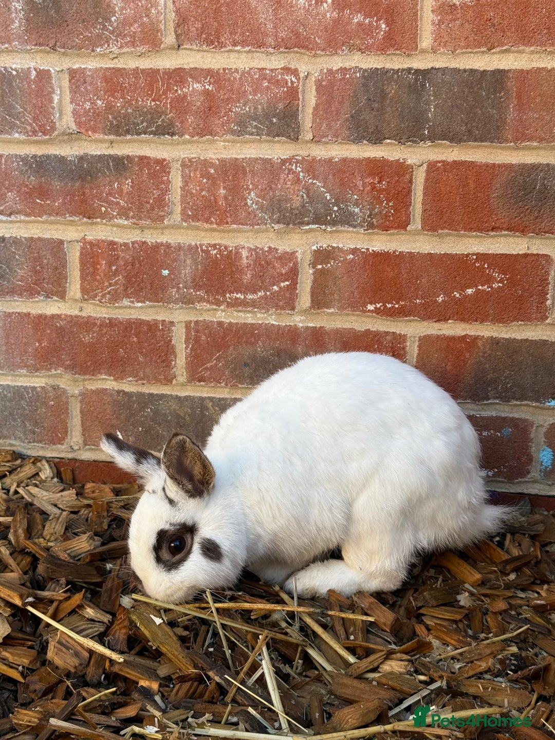 English rabbits for sale: 2 x Rabbits - Advert 13