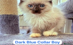 Ragdoll cats for sale: Gorgeous Championship Line Ragdoll kittens. - Image 6