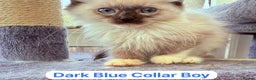 Ragdoll cats for sale: Gorgeous Championship Line Ragdoll kittens. - Advert 7