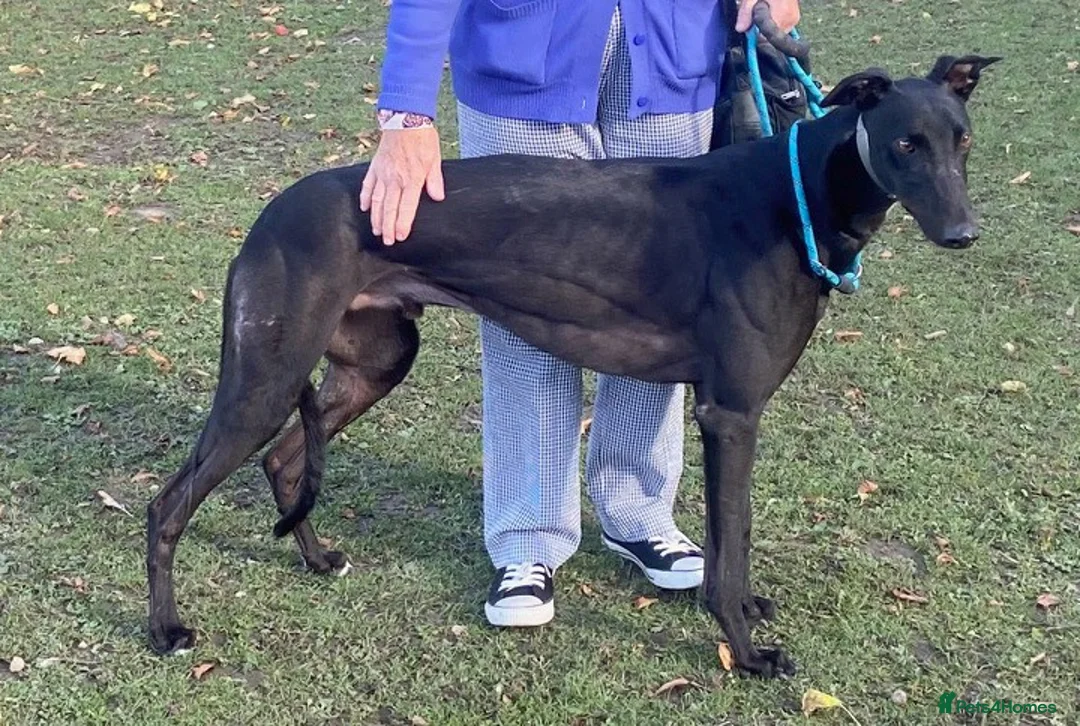 Greyhound dogs for adoption: Happy boy Milner wants a loving forever home - Advert 1