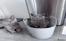 British Shorthair cats for sale: Pure GCCF Reg.British Shorthair Kittens  in Lincoln - Image 2