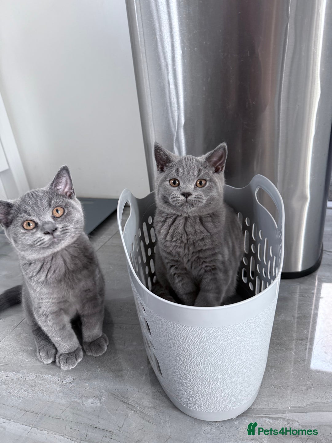 British Shorthair cats for sale: Pure GCCF Reg.British Shorthair Kittens  in Lincoln - Image 2