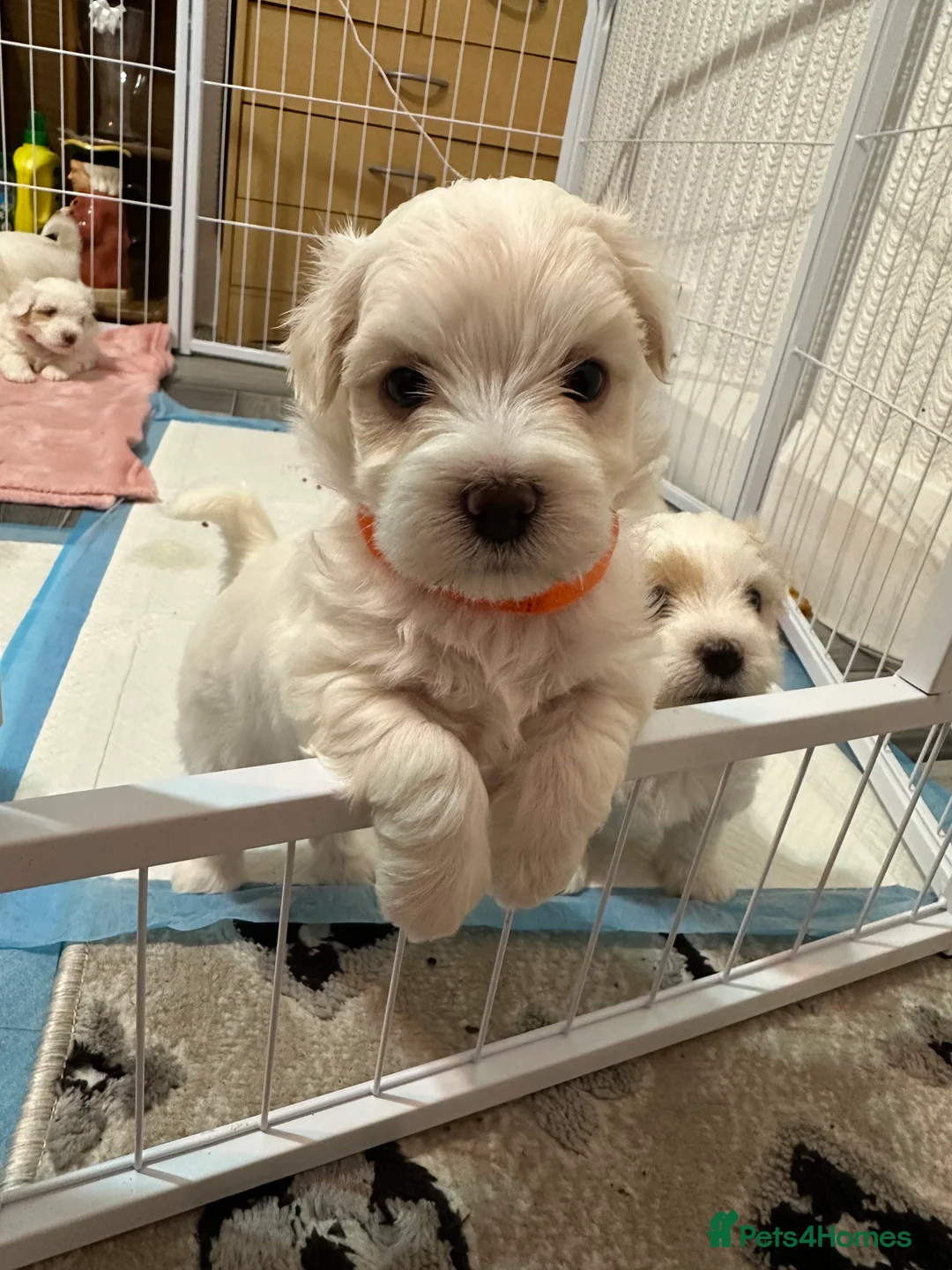 Bichon Frise dogs for sale: Adorable Bichon Frise Puppies - Advert 4