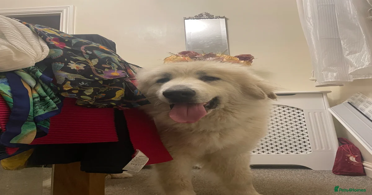 Exceptional Poodle x pyrenees doodles for sale in Boston | Pets4Homes