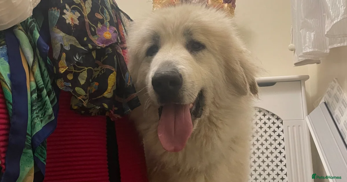 Exceptional Poodle x pyrenees doodles for sale in Boston | Pets4Homes