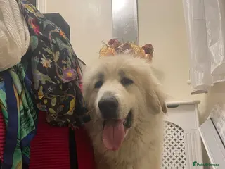 Mixed Breed dogs for sale: Poodle x pyreneese puppies health tested - Advert 1