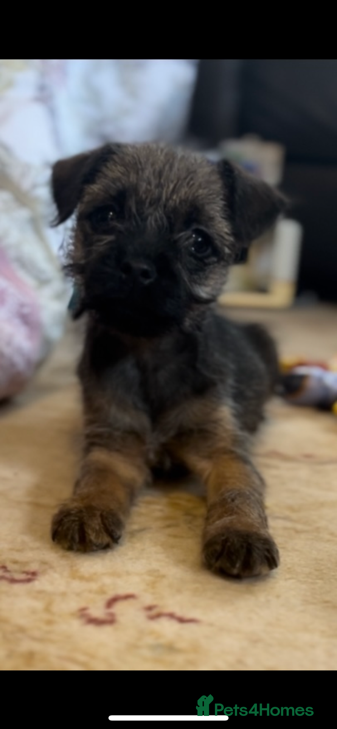 Border Terrier dogs for sale: Border Terrier puppies - Advert 6
