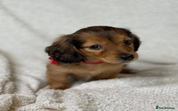 Miniature Dachshund dogs for sale: ⭐️ Miniature Long Haired Dachshund Pups ⭐  - Image 19