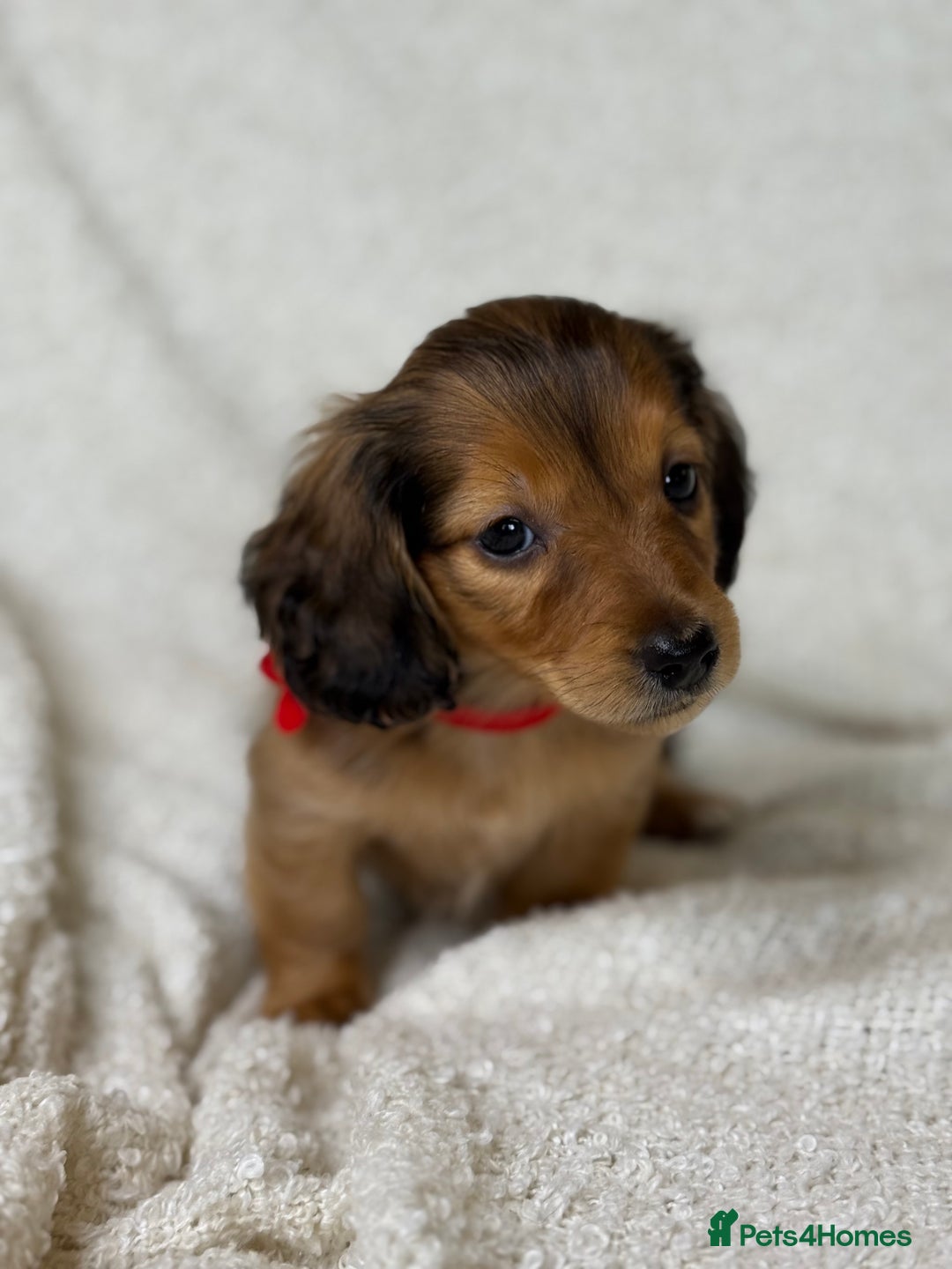 Miniature Dachshund dogs for sale: ⭐️ Miniature Long Haired Dachshund Pups ⭐  - Image 19