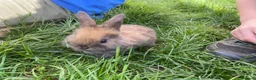 Mini Lop rabbits for sale: Beautiful baby mini lop rabbits - Advert 4
