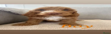 Cockapoo 1