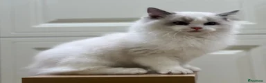 Ragdoll 5