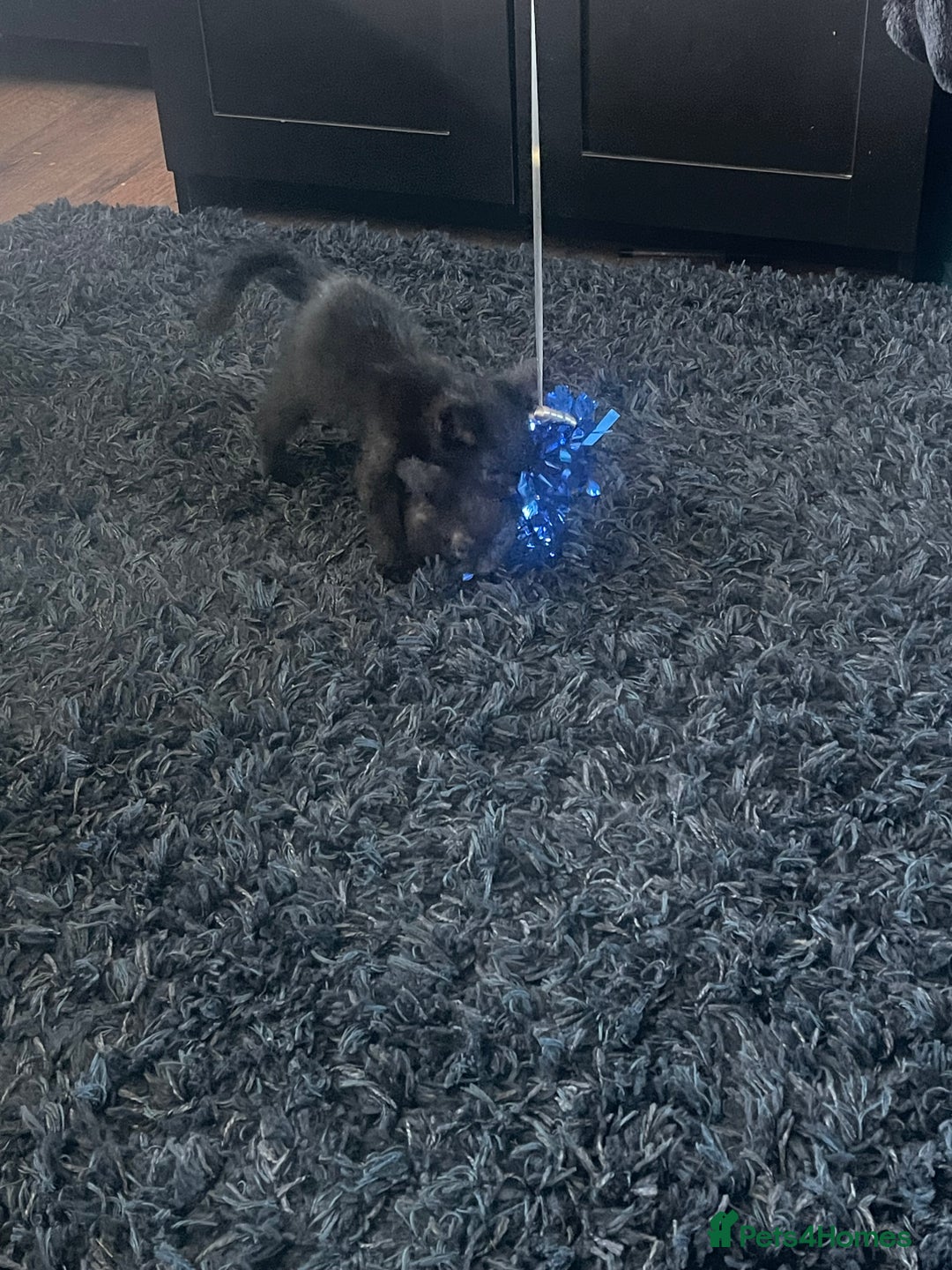 Mixed Breed cats for sale: 2 male 2 female kittens - Image 10