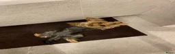 Mixed Breed dogs for sale: Lhasa Apso x Yorkie Puppy Looking For Loving Home in Northampton - Advert 6