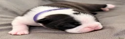 Boston Terrier dogs for sale: Bostixon KC Registered Boston Terrier Puppies - Advert 13