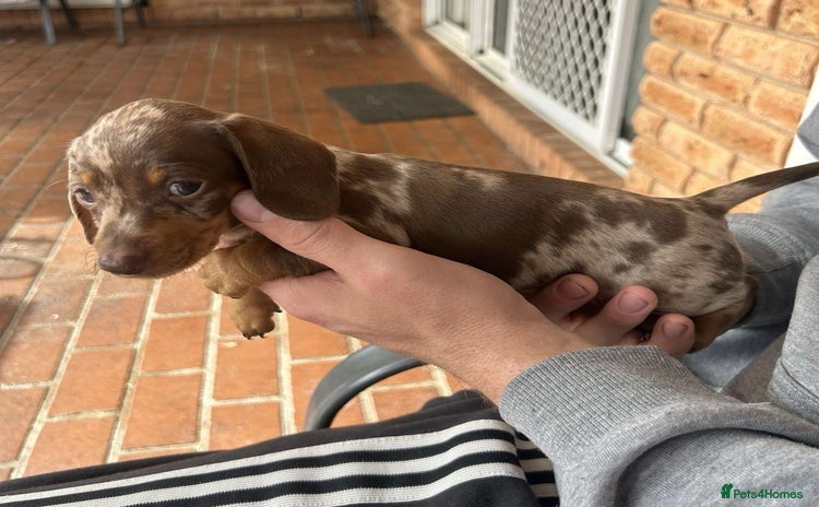 Miniature Dachshund dogs - Advert 2
