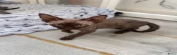 Devon Rex cats for sale: 1 girl and one boy left 😻 - Advert 9