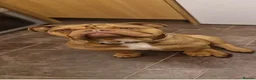Olde English Bulldogge dogs for sale: Rodney Olde English Bulldogge - Advert 9