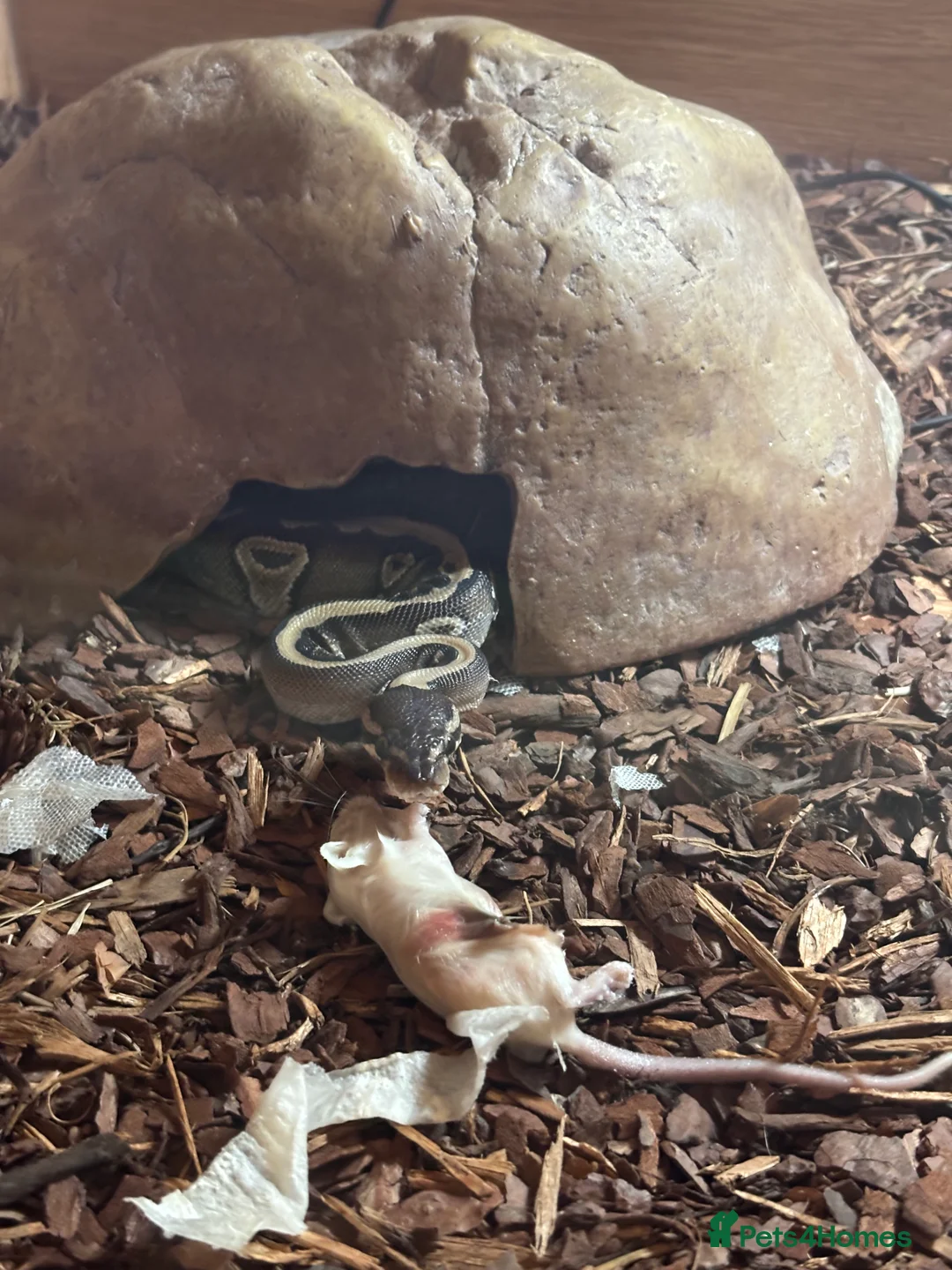 Python Snake reptiles for sale: Female ball python 🐍 with enclosure  in Bristol - Advert 7