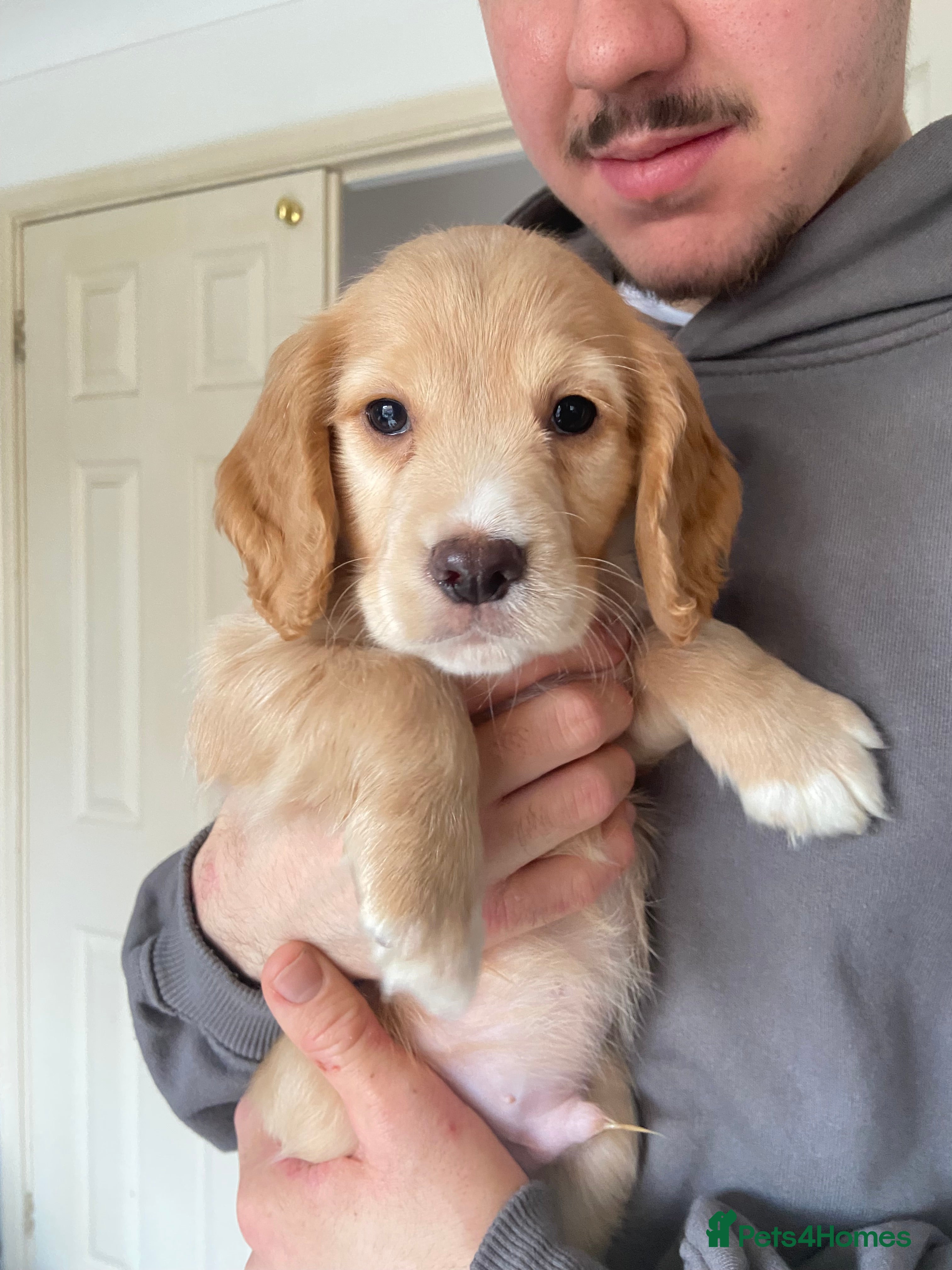 Cocker Spaniel dogs Working Cocker Spaniel Puppies *Only 1 pup left* - Advert 13