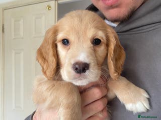 Cocker Spaniel dogs Working Cocker Spaniel Puppies *Only 1 pup left* - Advert 7