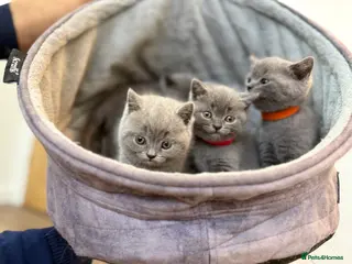British Shorthair cats British Shorthair Kittens - Advert 1