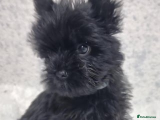 Yorkshire Terrier dogs Yorkshire Terrier - Advert 10