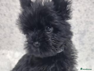 Yorkshire Terrier dogs Yorkshire Terrier - Advert 3