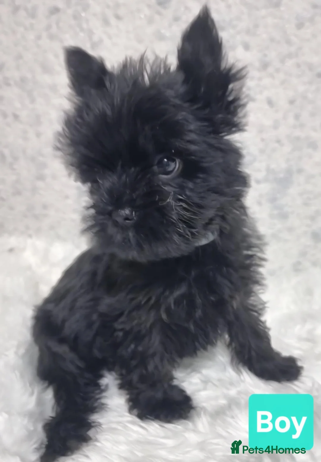 Yorkshire Terrier dogs for sale: Yorkshire Terrier  - Advert 1