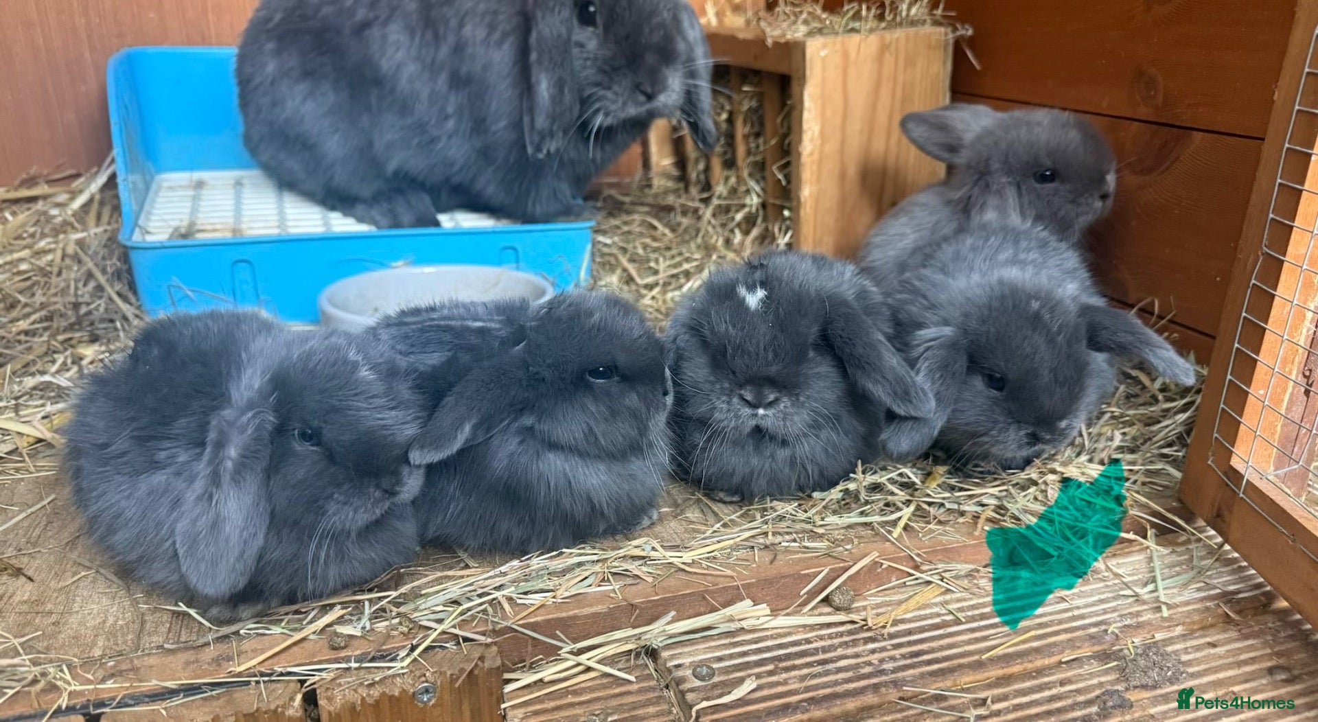 Mini Lop rabbits 1 x Pure Mini Lop Buck left 🩶 - Advert 1