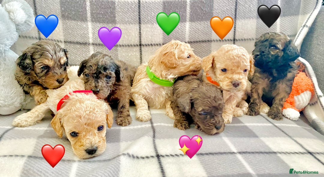 Cavapoo dogs for sale: 💖 F1B Cavapoo Puppies FULLY DNA TESTED 💖 - Image 1