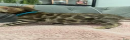 Bengal cats for sale: 💕Rosetted bengal kittens 💕 - Advert 3
